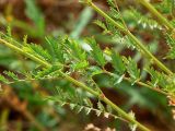 Poterium polygamum