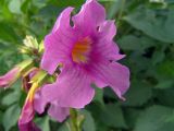 Incarvillea delavayi