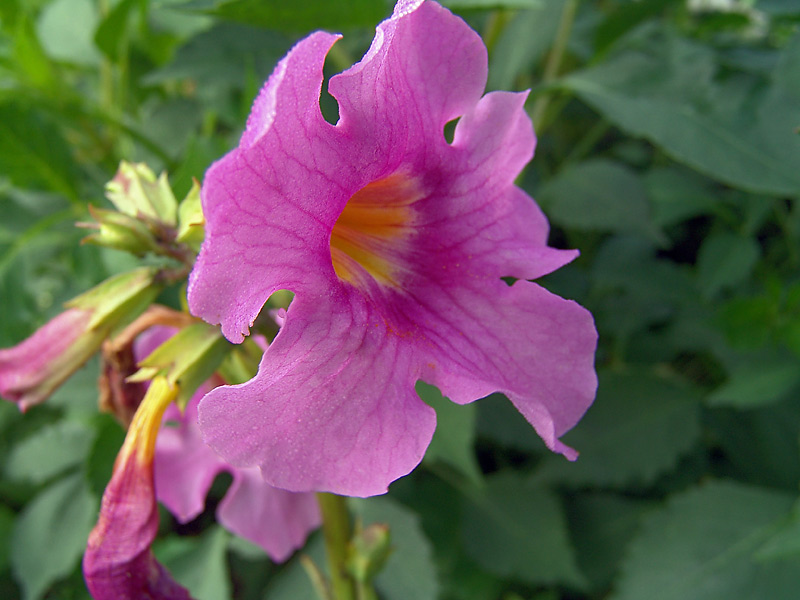 Image of Incarvillea delavayi specimen.