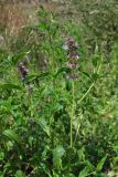 Mentha spicata