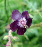 Geranium phaeum