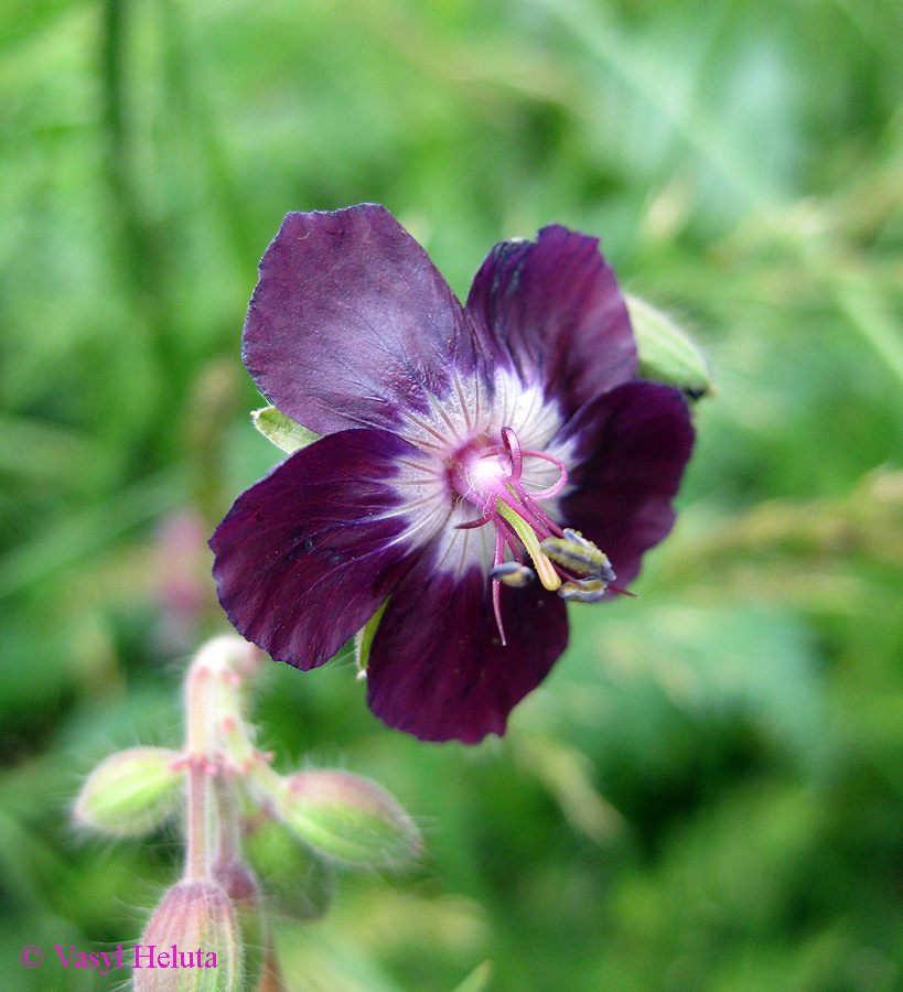 Изображение особи Geranium phaeum.