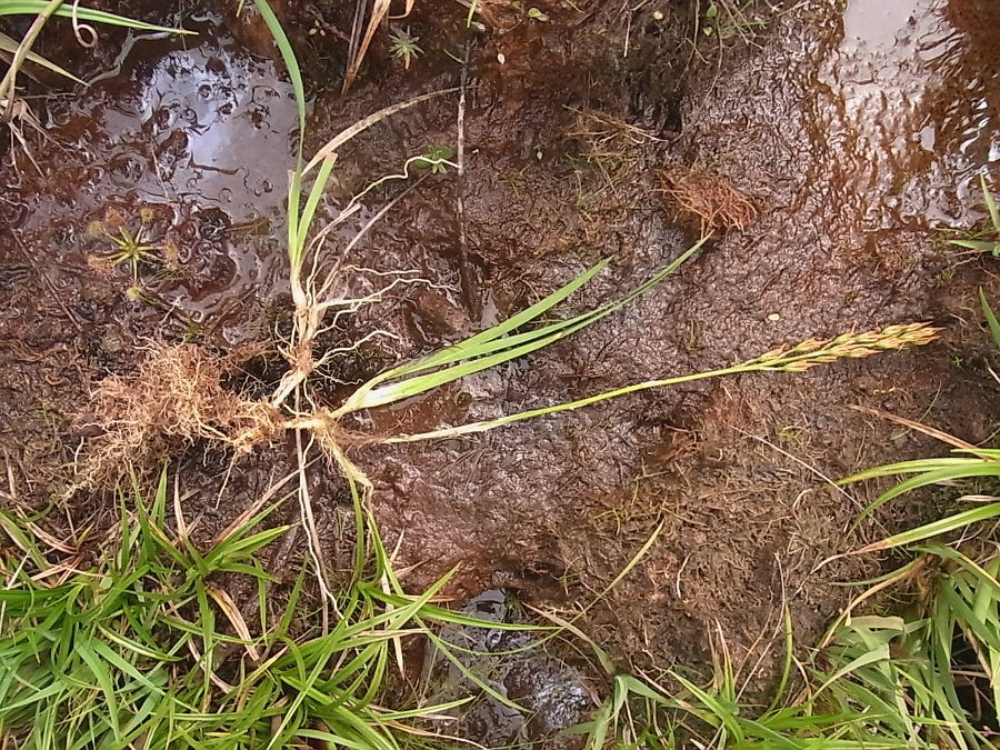 Image of Narthecium ossifragum specimen.