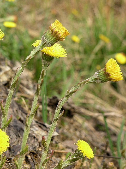 Image of Tussilago farfara specimen.