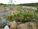 Betula × alpestris. Веточка с листьями. Полярный Урал, берег Труба-Ю. 30.07.2011.