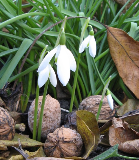 Изображение особи Galanthus reginae-olgae.