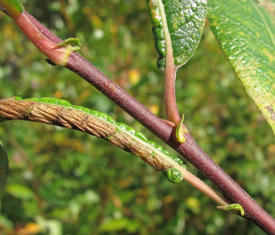 Изображение особи Salix &times; laurina.