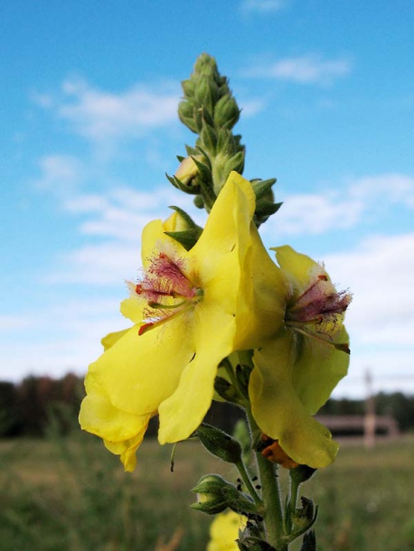 Изображение особи Verbascum &times; bastardii.