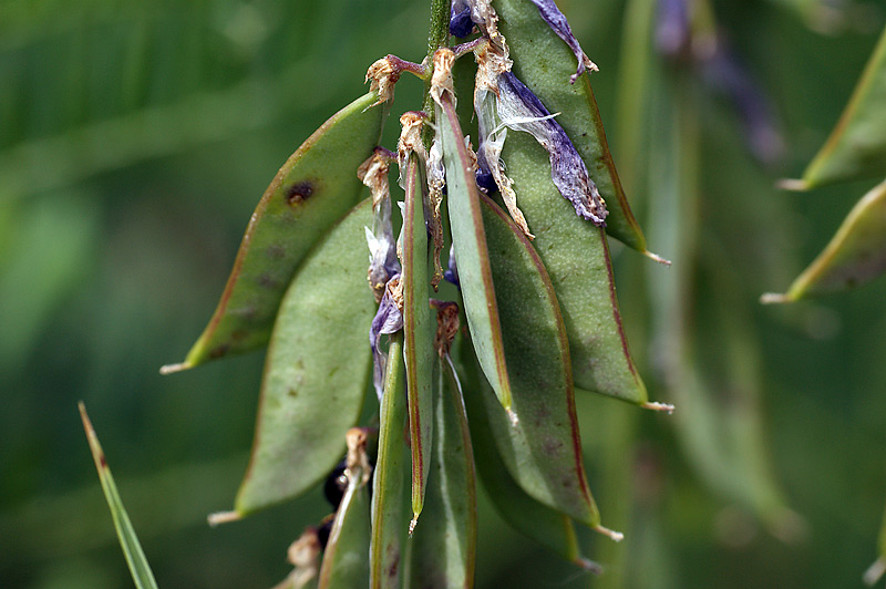 Image of Vicia cracca specimen.