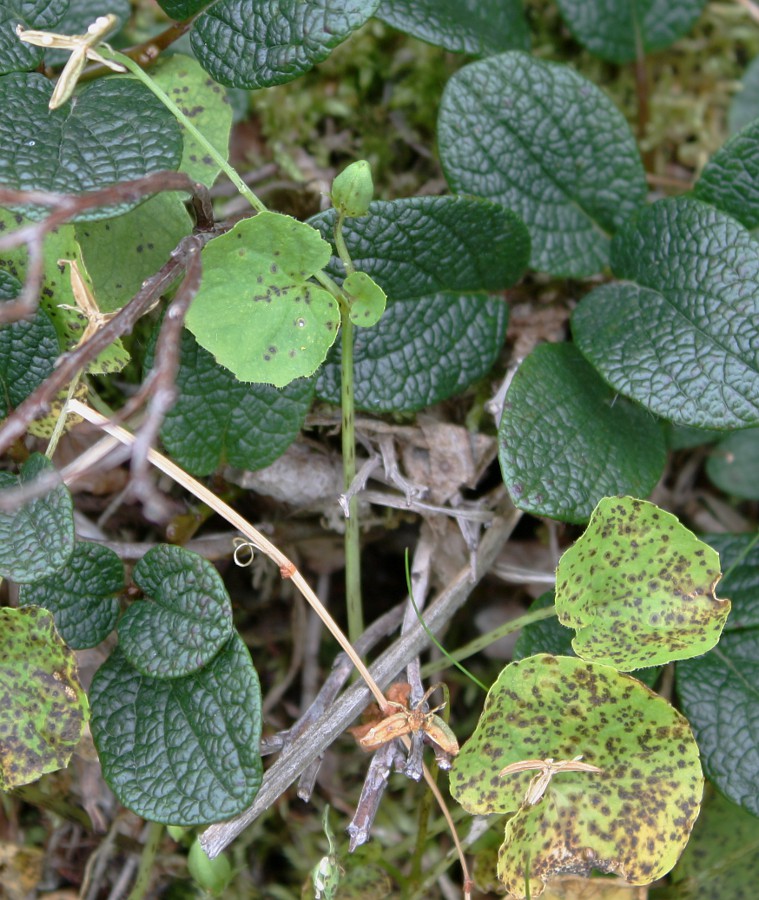 Image of Viola biflora specimen.
