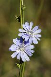 Cichorium intybus. Соцветия. Южный Казахстан, верховья Арыси. 21.06.2011.