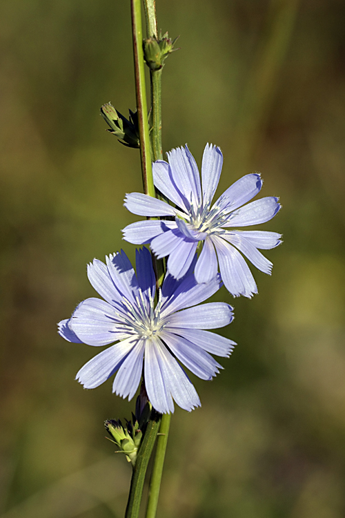 Изображение особи Cichorium intybus.