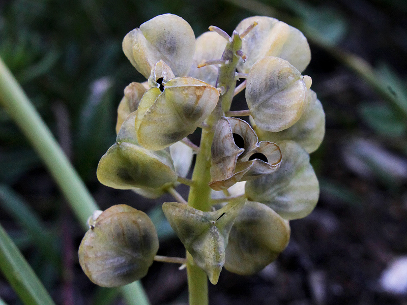 Image of Pseudomuscari pallens specimen.