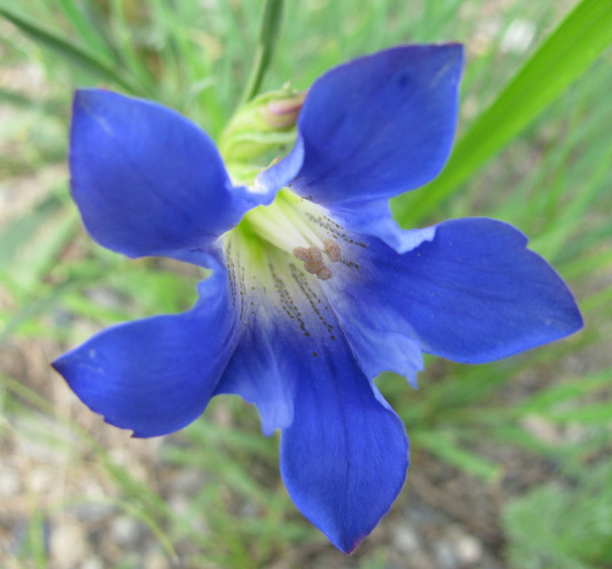 Image of Gentiana dahurica specimen.