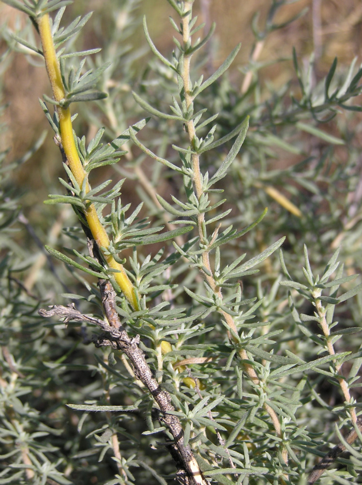 Image of Bassia prostrata specimen.