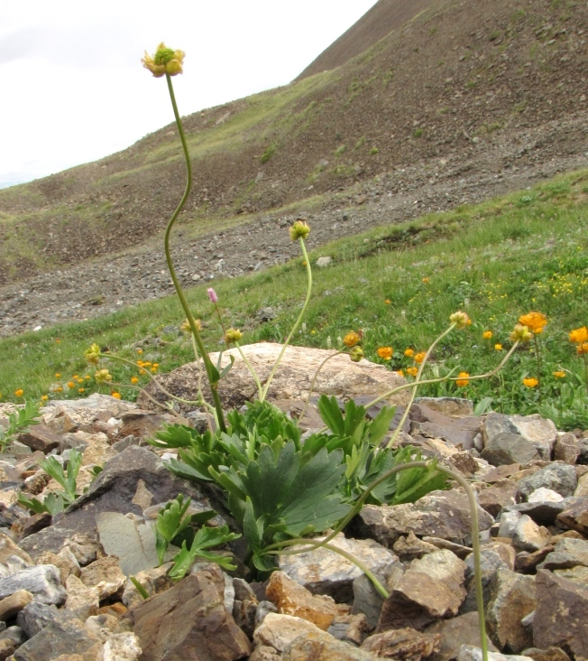 Image of Ranunculus revuschkinii specimen.