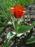 Tulipa greigii