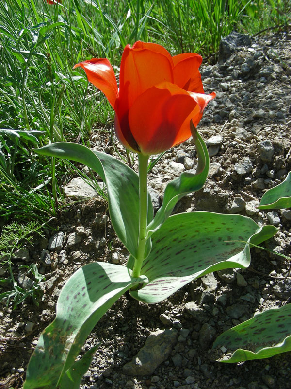 Image of Tulipa greigii specimen.