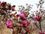 Rhododendron sichotense