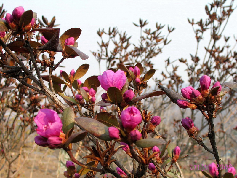 Изображение особи Rhododendron sichotense.