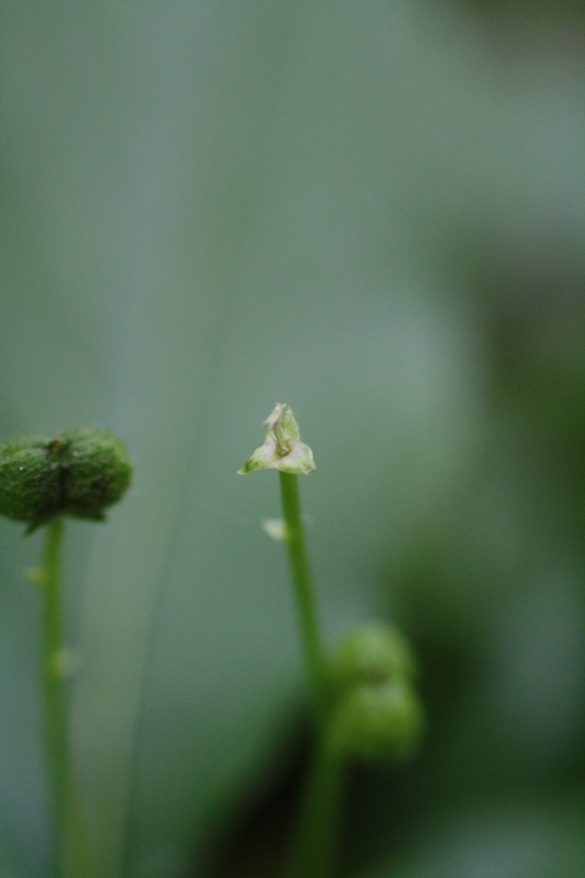 Изображение особи Mercurialis perennis.