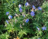 Geranium pratense. Цветущие растения. Мурманская обл., Кандалакшский р-н, пос. Лувеньга, луговая растительность на обочине дороги. 29.06.2010.