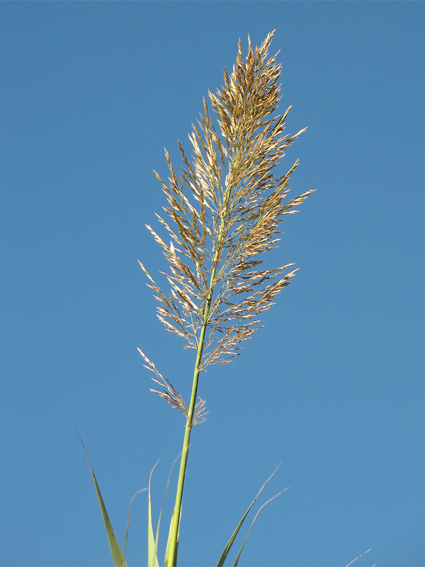 Изображение особи Arundo donax.