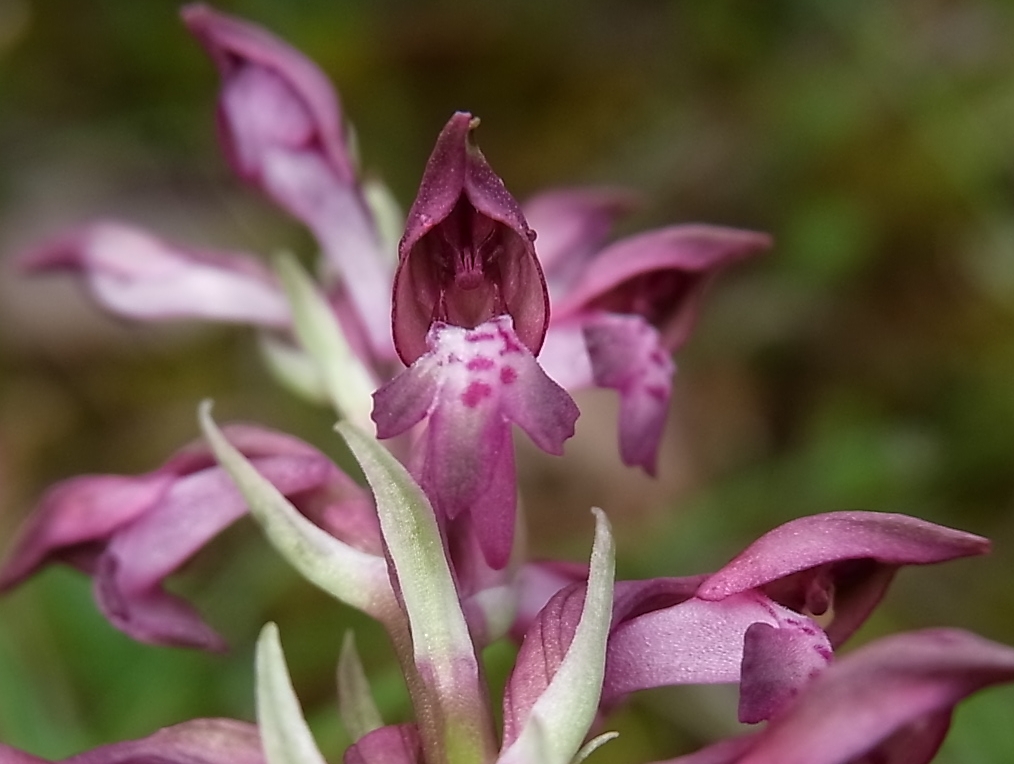 Image of Anacamptis coriophora ssp. fragrans specimen.