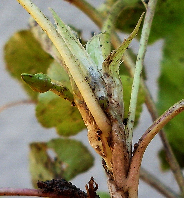 Image of Viola suavis specimen.