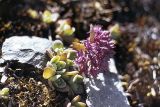 Hylotelephium cyaneum. Соцветие и листья. Якутия, севернее впадения Ольчана в Томпо, на склонах вершины 1223. Высота примерно 1000 м н.у.м. 20.07.1984.