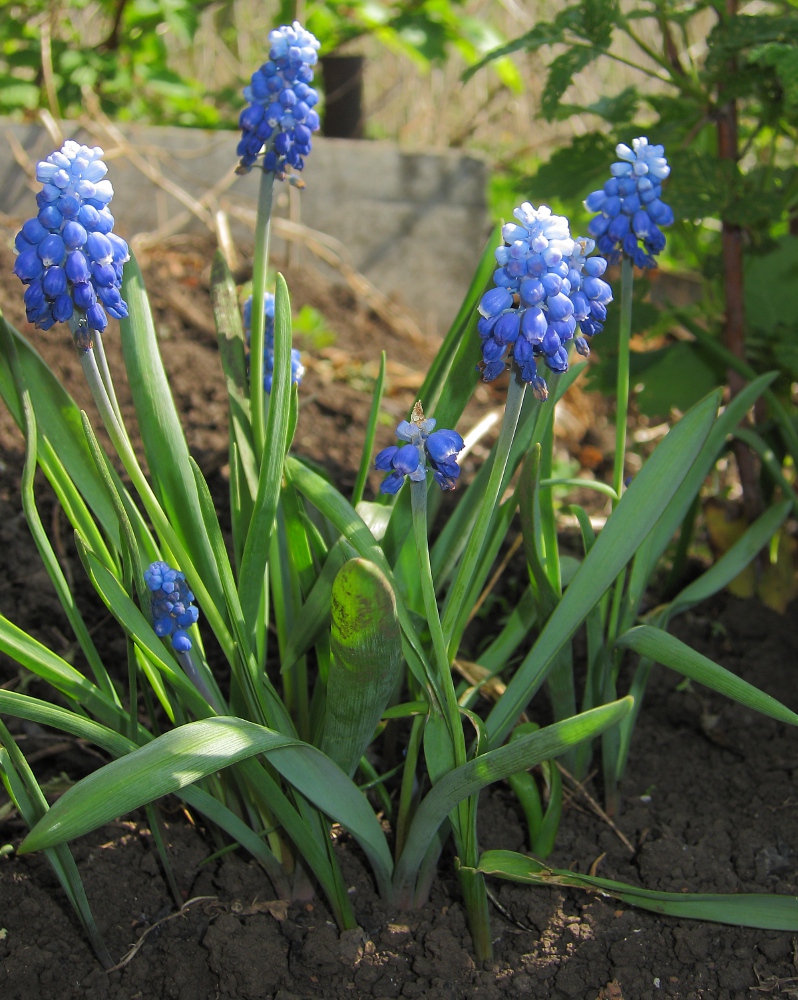 Изображение особи Muscari botryoides.