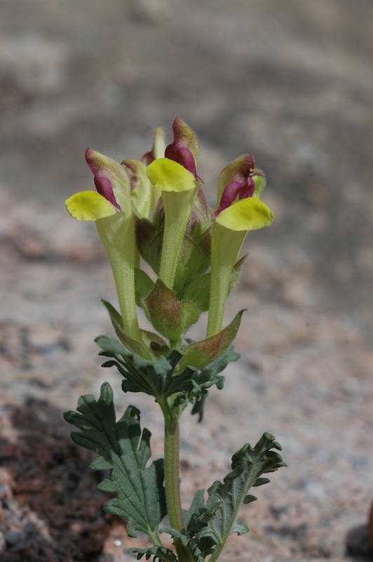 Изображение особи Scutellaria transiliensis.