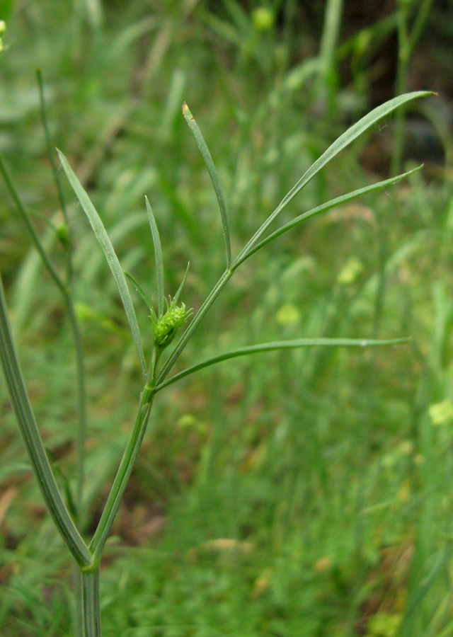 Изображение особи Oenanthe pimpinelloides.