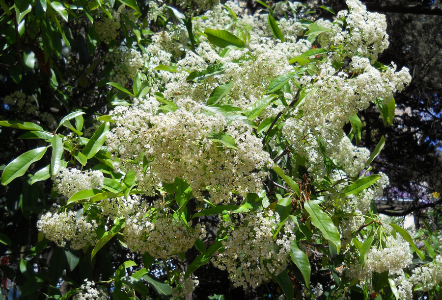 Image of Photinia serratifolia specimen.