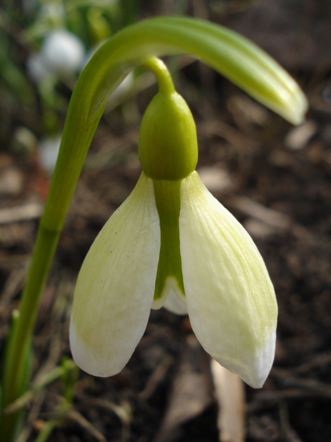 Image of Galanthus graecus specimen.