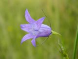 Campanula patula