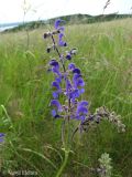 Salvia pratensis