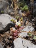 Sedum pallidum. Цветущее растение. Южный берег Крыма, подножие горы Кошка. 16 июня 2012 г.