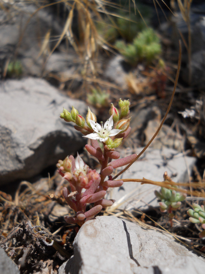 Image of Sedum pallidum specimen.