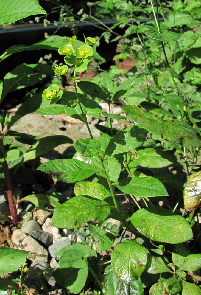 Image of Euphorbia squamosa specimen.