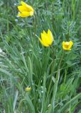 Tulipa sylvestris