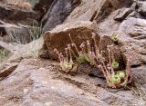 Rosularia sempervivum