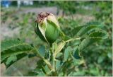 Rosa dumalis. Завязавшийся плод. Чувашия, окр. г. Шумерля, полянка возле ГНС. 2 июля 2012 г.