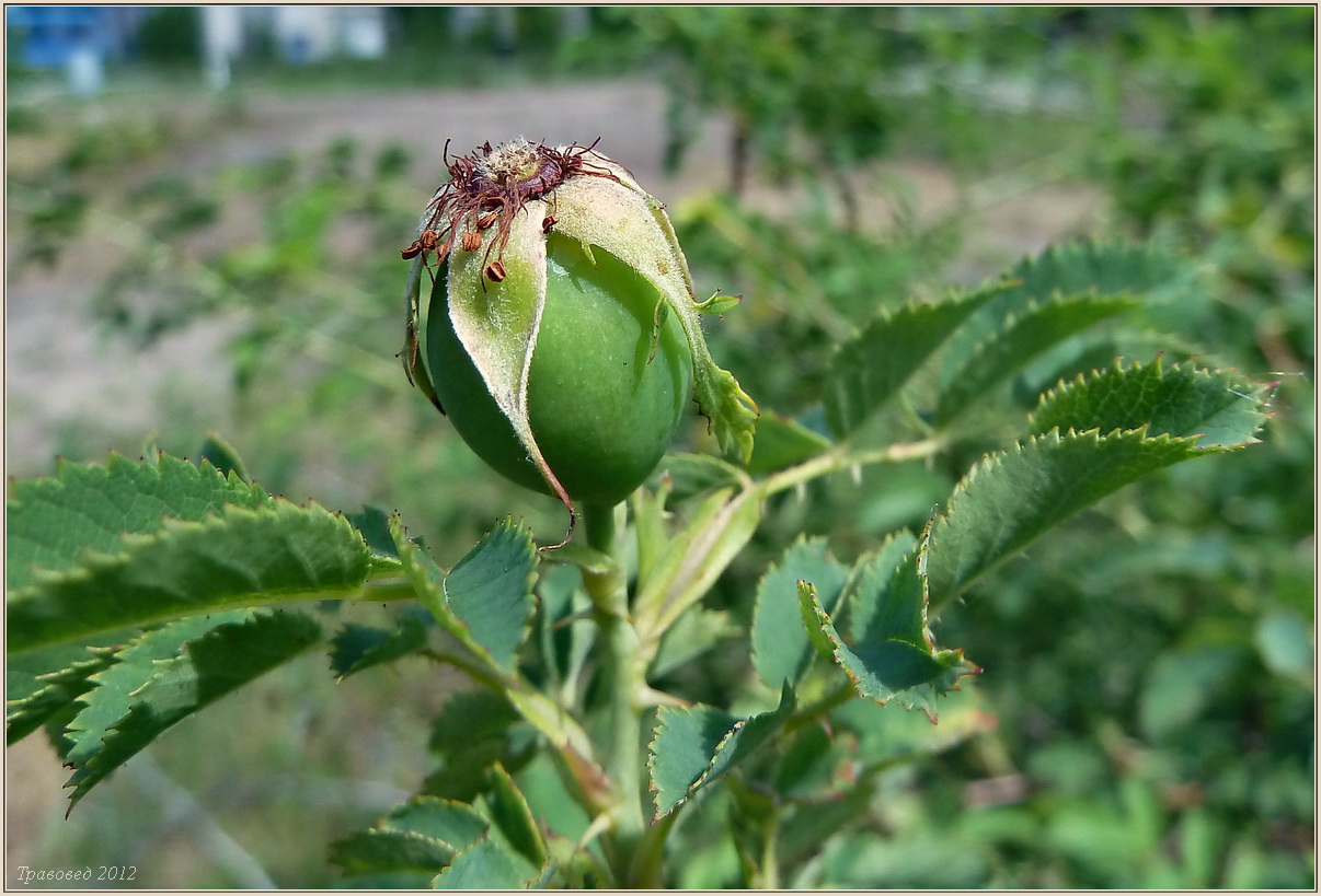 Image of Rosa dumalis specimen.