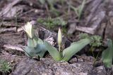 Tulipa berkariensis. Зацветающие растения. Южный Казахстан, горы Каракус (восточная часть). 09.04.2012.