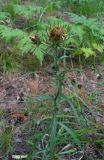 Carlina biebersteinii