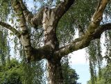 Betula pendula