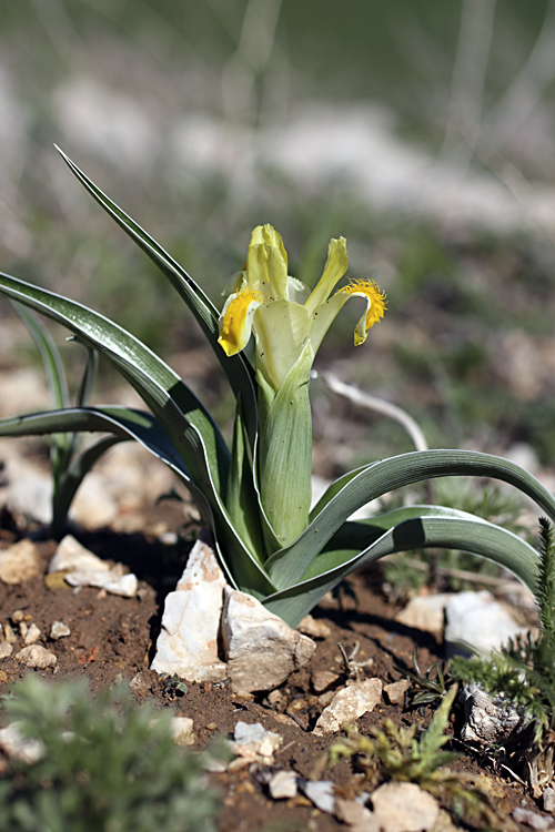 Изображение особи Juno orchioides.