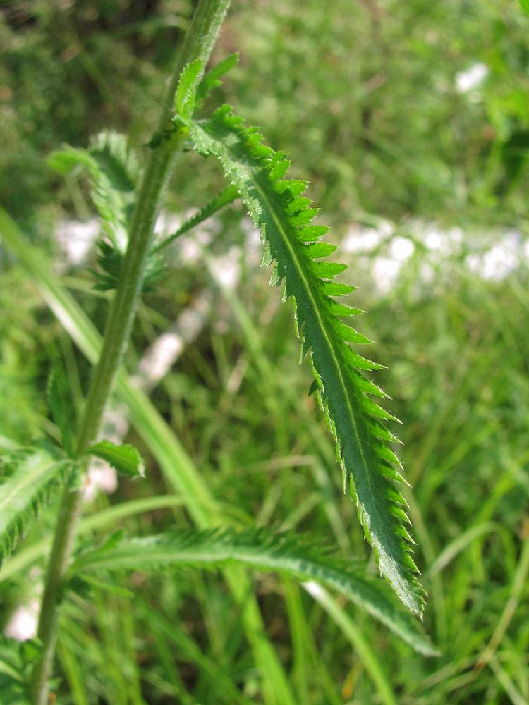 Изображение особи Achillea alpina.