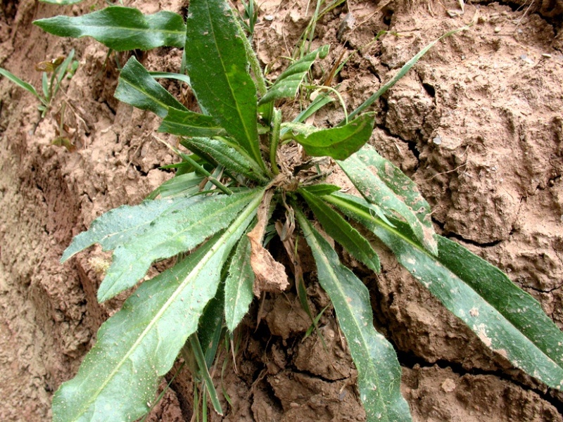 Изображение особи Anchusa azurea.